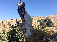 Arz AL Barouk11
