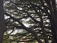 Arz AL Barouk12