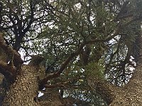 Arz AL Barouk13