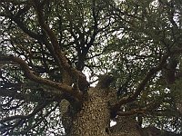 Arz AL Barouk15