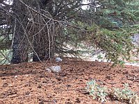 Arz AL Barouk22