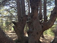 Arz AL Barouk4